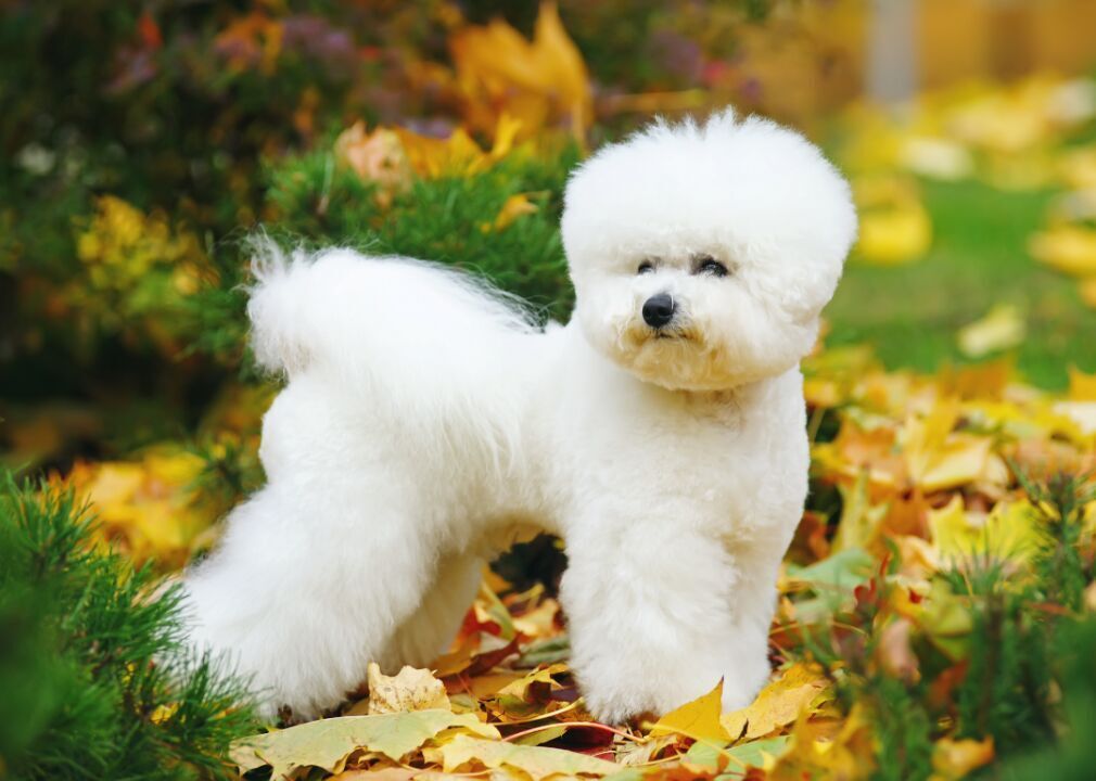 Bichon frise